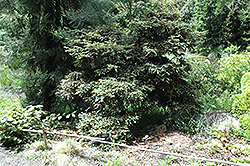 Prostrata Coast Redwood (Sequoia sempervirens 'Prostrata') at Stonegate Gardens