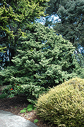 Foemina Dwarf Chinese Juniper (Juniperus chinensis 'Foemina') at Stonegate Gardens