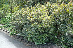 Mountain Pepper (Drimys lanceolata) at Stonegate Gardens