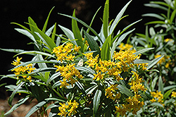 Willow Ragwort (Barkleyanthus salicifolius) at Stonegate Gardens