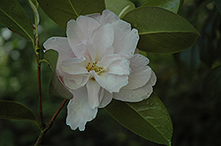 Stryker's Glory Camellia (Camellia 'Stryker's Glory') at Stonegate Gardens