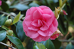 October Magic Pink Perplexion Camellia (Camellia sasanqua 'Green 02-019') at Stonegate Gardens