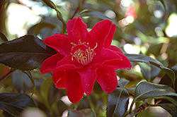 Colletti Camellia (Camellia japonica 'Colletti') at A Very Successful Garden Center