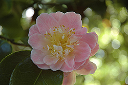 Panache Camellia (Camellia japonica 'Panache') at Stonegate Gardens