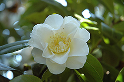 Lotus Camellia (Camellia japonica 'Lotus') at Stonegate Gardens