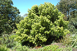 Long Leafed Yellowood (Podocarpus henkelii) at Stonegate Gardens