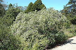 Millerton Point California Lilac (Ceanothus thyrsiflorus 'Millerton Point') at Stonegate Gardens