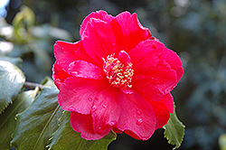 Holly Bright Camellia (Camellia 'Holly Bright') at Stonegate Gardens