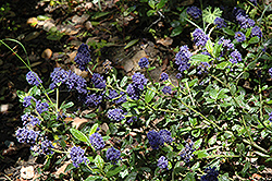 Kurt Zadnik California Lilac (Ceanothus griseus 'Kurt Zadnik') at Stonegate Gardens