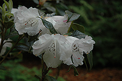 Burmese Rhododendron (Rhododendron burmanicum) at Stonegate Gardens
