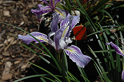 Golden Iris (Iris innominata) at Lakeshore Garden Centres