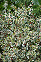 Silver Anniversary Glossy Abelia (Abelia x grandiflora 'Panache') at Stonegate Gardens