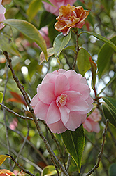 Spring Festival Camellia (Camellia 'Spring Festival') at Stonegate Gardens