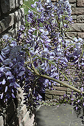 Cooke's Purple Chinese Wisteria (Wisteria sinensis 'Cooke's Purple') at Stonegate Gardens