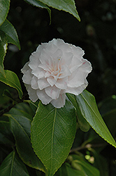 Eureka Variegated Camellia (Camellia japonica 'Eureka Variegated') at Stonegate Gardens