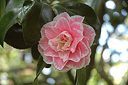 Sweetheart Camellia (Camellia japonica 'Sweetheart') at Stonegate Gardens