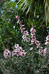 Ray Williams Tea-Tree (Leptospermum scoparium 'Ray Williams') at Stonegate Gardens