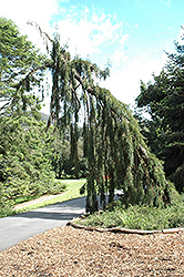 Weeping Giant Sequoia (Sequoiadendron giganteum 'Pendulum') at Stonegate Gardens
