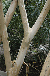 Zuni Crapemyrtle (Lagerstroemia 'Zuni') at Stonegate Gardens