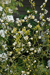Flying Dragon Japanese Bitter Orange (Poncirus trifoliata 'Flying Dragon') at Lakeshore Garden Centres