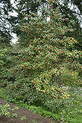 Chestnut Leaf Holly (Ilex 'Koehneana') at Stonegate Gardens