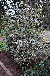 Oregon Select Variegated Holly (Ilex aquifolium 'Oregon Select Variegated') at Stonegate Gardens