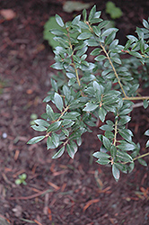 Conners Japanese Holly (Ilex crenata 'Conners') at Stonegate Gardens