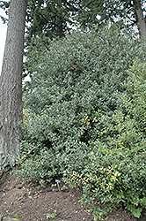 English Holly (Ilex aquifolium) at Stonegate Gardens
