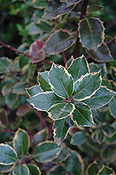 Rubricaulis Aurea English Holly (Ilex aquifolium 'Rubricaulis Aurea') at Stonegate Gardens