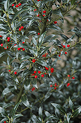Narrowleaf English Holly (Ilex aquifolium 'Angustifolia') at Lakeshore Garden Centres