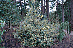 Dapper English Holly (Ilex aquifolium 'Dapper') at A Very Successful Garden Center
