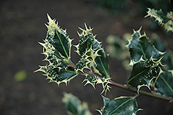 Silver Hedgehog Holly (Ilex aquifolium 'Ferox Argentea') at Stonegate Gardens