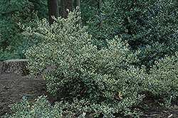 Silver Hedgehog Holly (Ilex aquifolium 'Ferox Argentea') at Stonegate Gardens