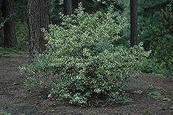Crinkle Variegated English Holly (Ilex aquifolium 'Crinkle Variegated') at Stonegate Gardens