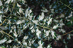 Crinkle Variegated English Holly (Ilex aquifolium 'Crinkle Variegated') at Stonegate Gardens