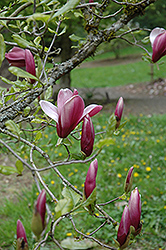 O'Neill Lily Magnolia (Magnolia liliiflora 'O'Neill') at Stonegate Gardens