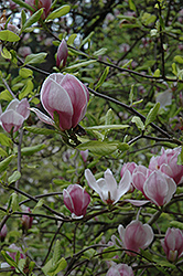 Rustica Rubra Magnolia (Magnolia x soulangeana 'Rustica Rubra') at Stonegate Gardens