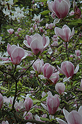 Saucer Magnolia (tree form) (Magnolia x soulangeana '(tree form)') at Stonegate Gardens