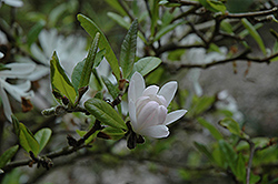 Pink Star Magnolia (Magnolia stellata 'Rosea') at Stonegate Gardens