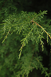 Santa Cruz Cypress (Cupressus abramsiana) at Stonegate Gardens