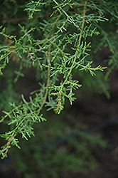 Mendocino Cypress (Cupressus goveniana 'var. pygmaea') at Stonegate Gardens