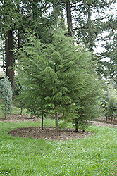 Gowen Cypress (Cupressus goveniana) at Stonegate Gardens
