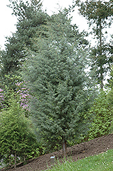 Himalayan Cypress (Cupressus torulosa) at Stonegate Gardens