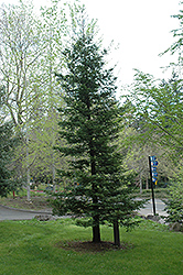 Coast Redwood (Sequoia sempervirens) at Stonegate Gardens