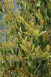 Evergreen Witch Hazel (Distylium racemosum) at Stonegate Gardens