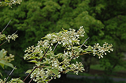 Japanese Bladdernut (Staphylea bumalda) at Stonegate Gardens