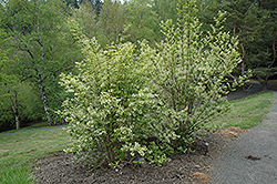 Japanese Bladdernut (Staphylea bumalda) at Stonegate Gardens