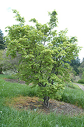 Siebold Maple (Acer sieboldianum) at Stonegate Gardens