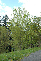 Snakebark Maple (Acer tegmentosum) at Stonegate Gardens