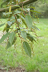 Snakebark Maple (Acer tegmentosum) at The Mustard Seed